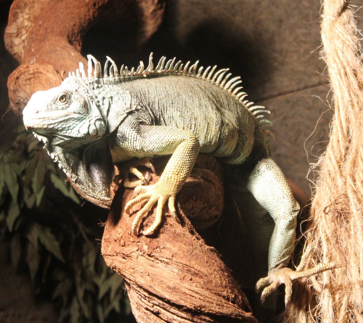 Green iguana