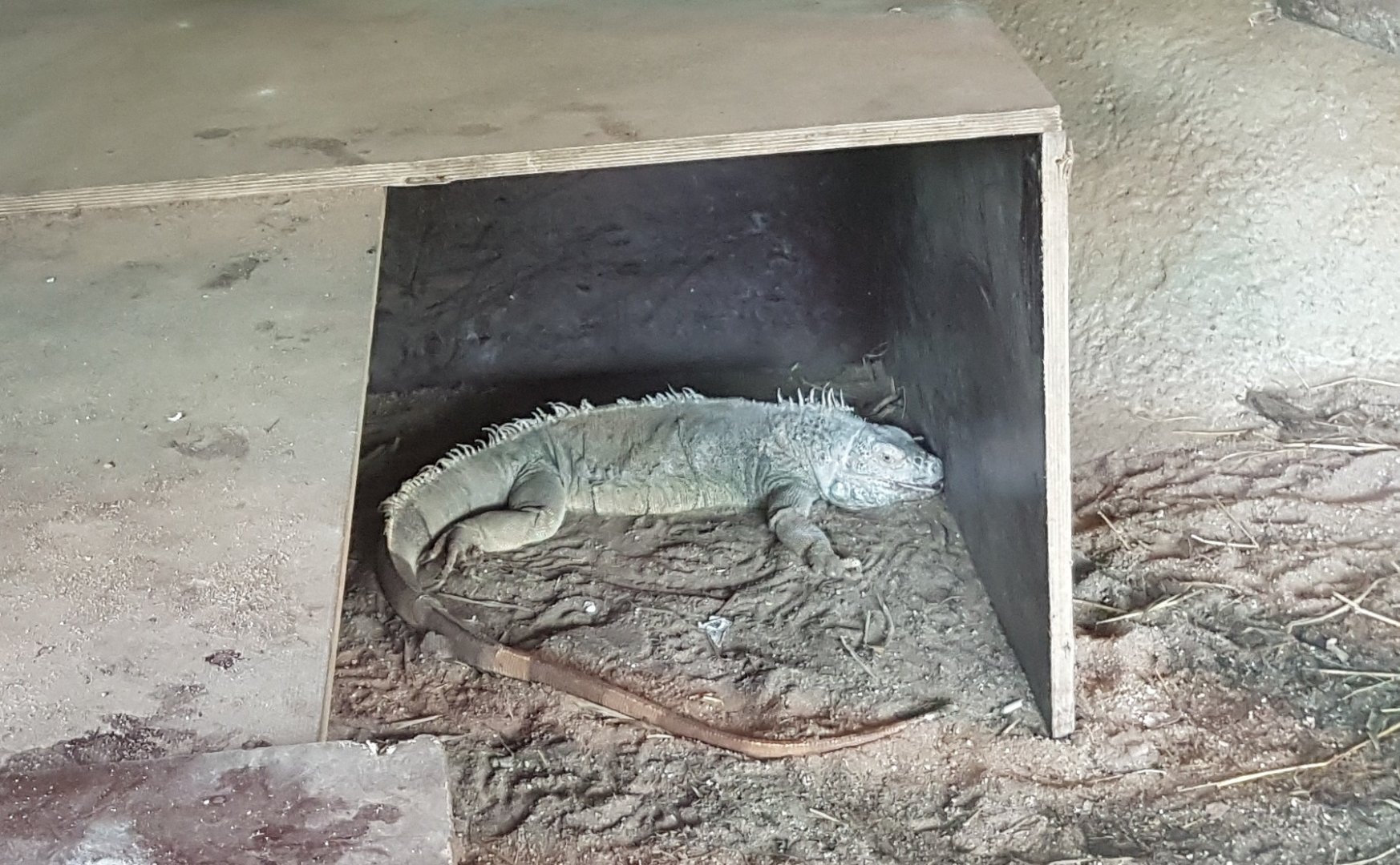 Green iguana