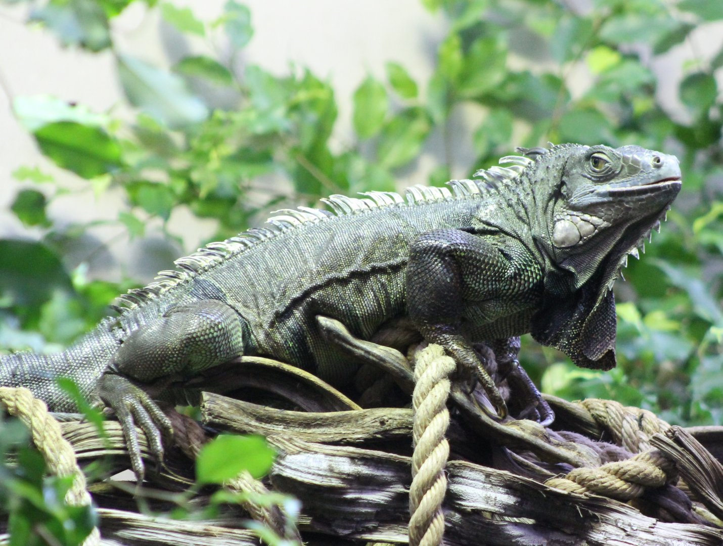Green iguana
