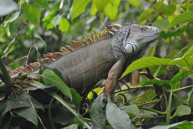 Green iguana