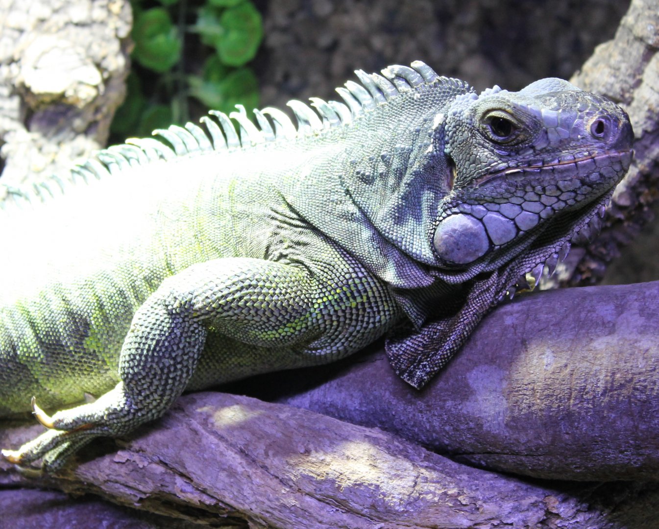 Green iguana