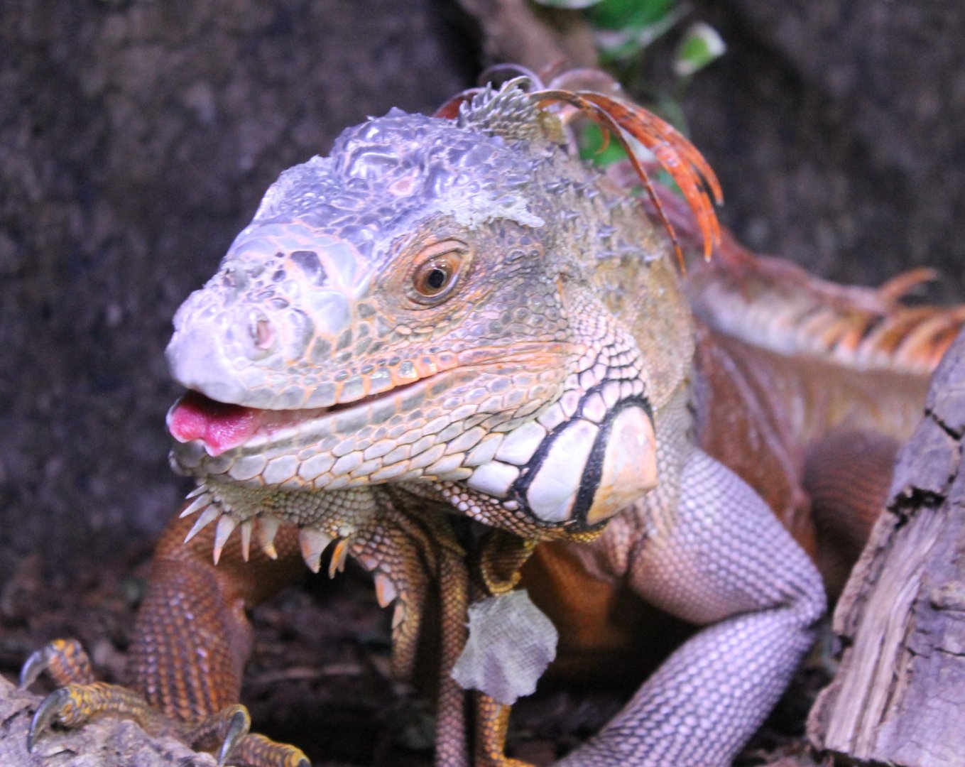 Green iguana