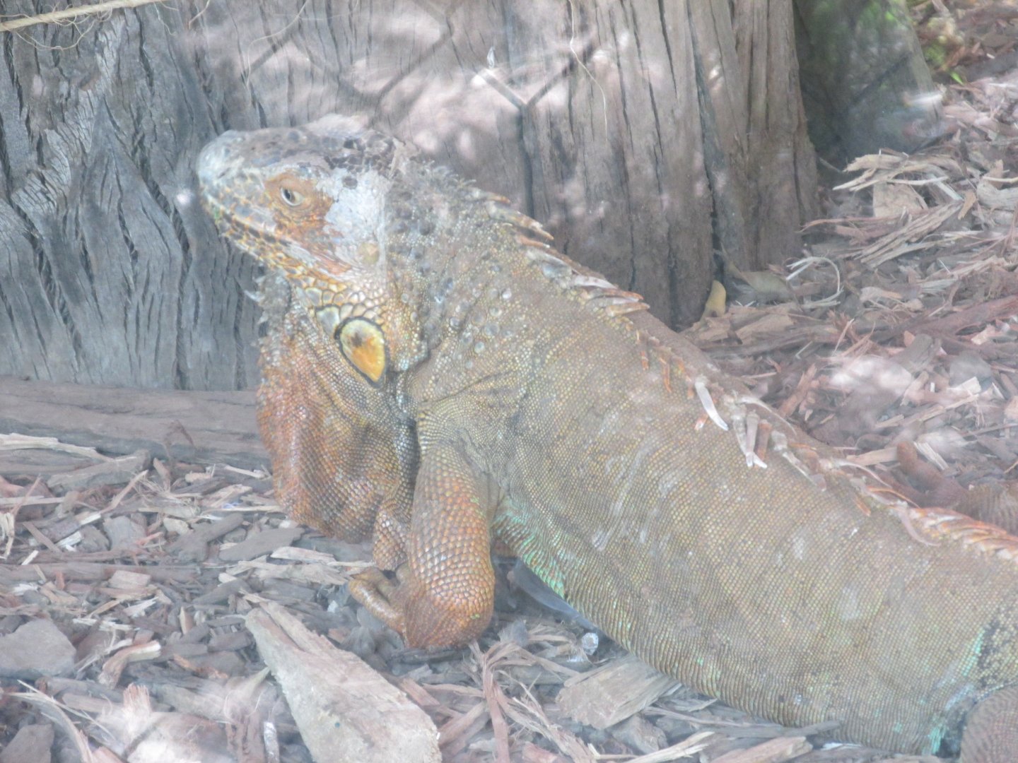 green iguana