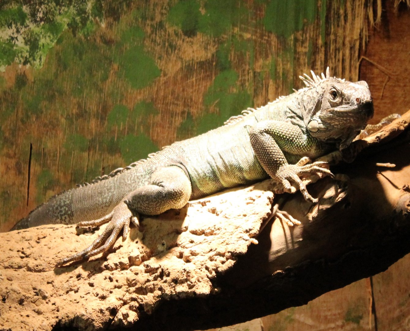 Green iguana