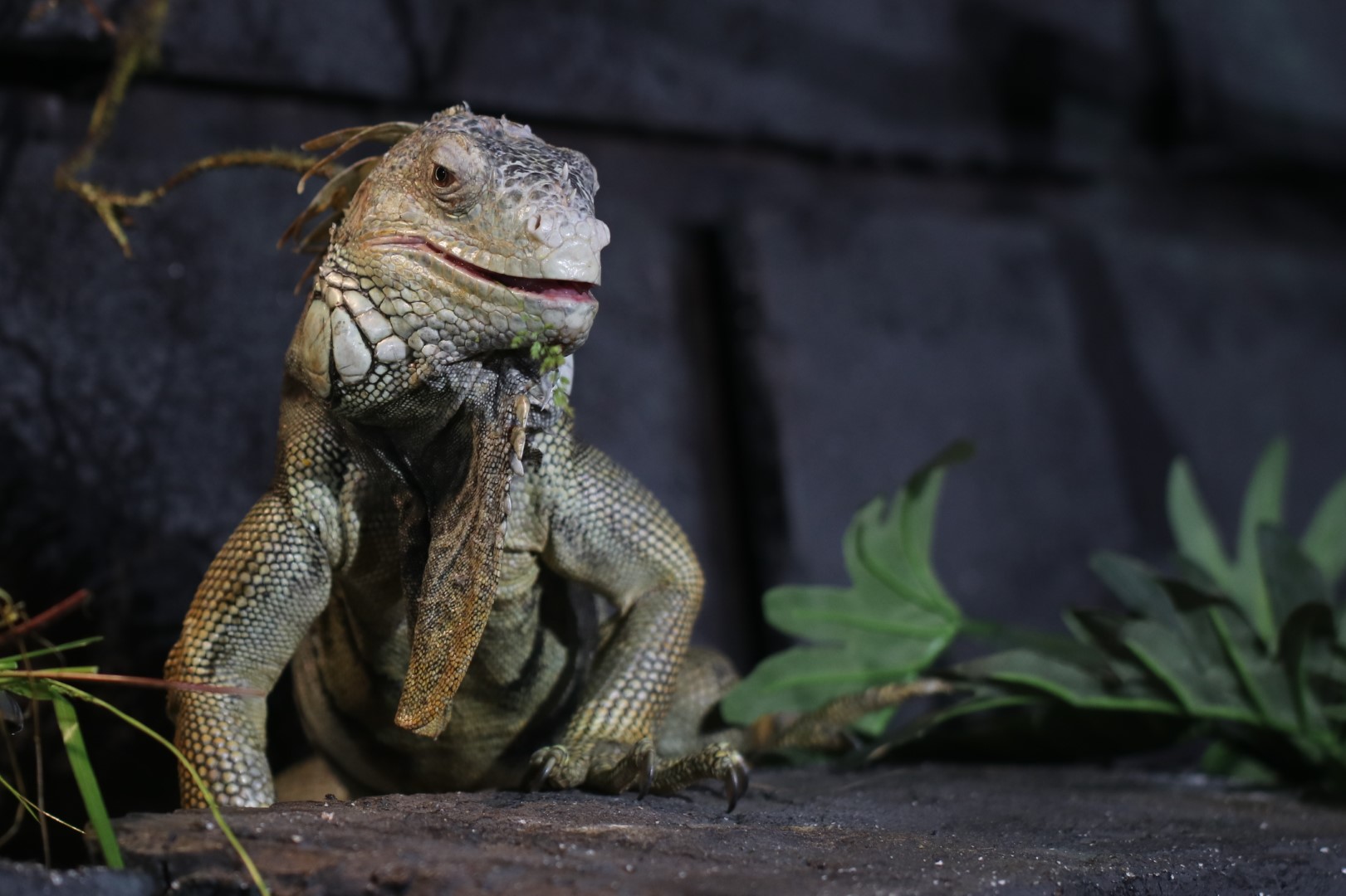 Green iguana