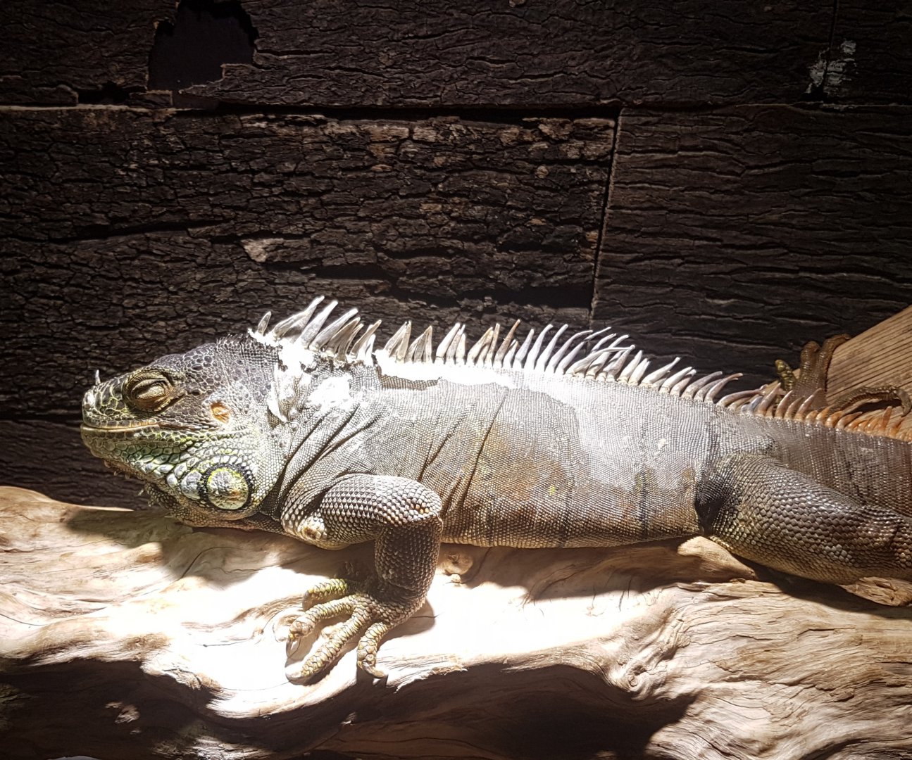 Green iguana