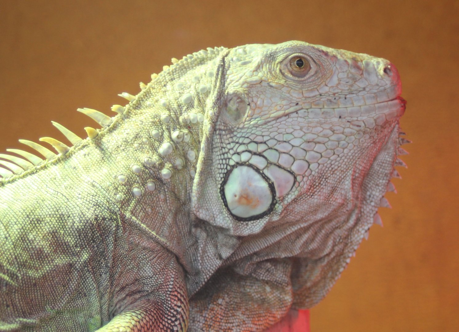 Green iguana