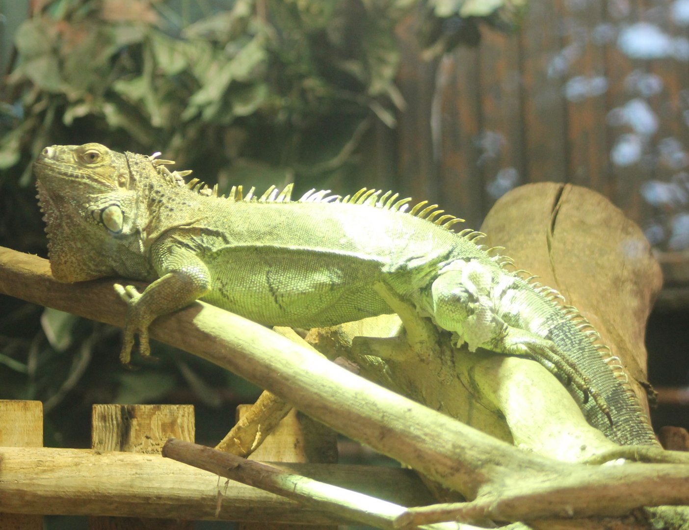 Green iguana