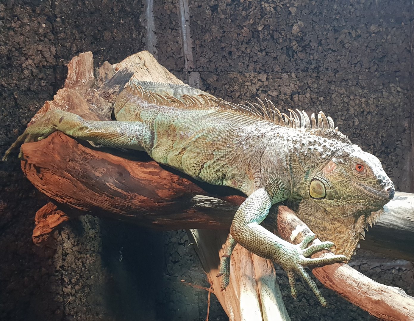 Green iguana
