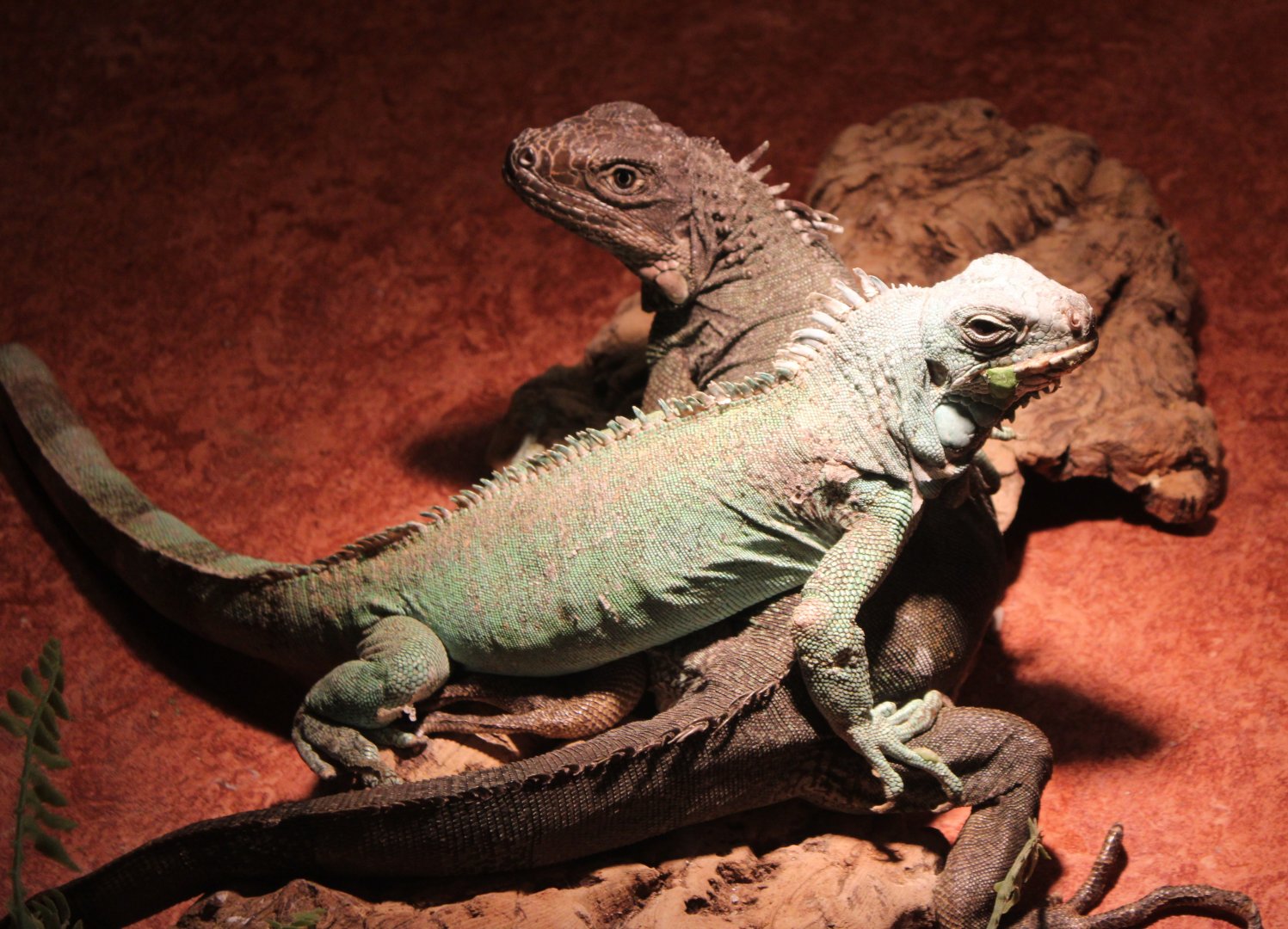 Green iguana