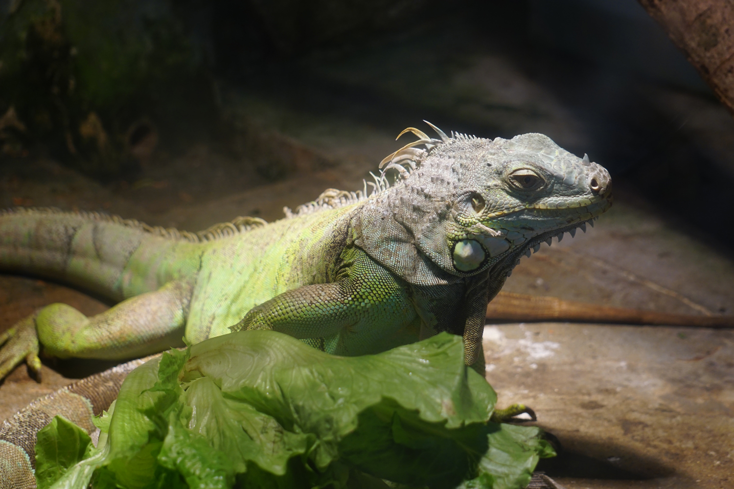 Green iguana
