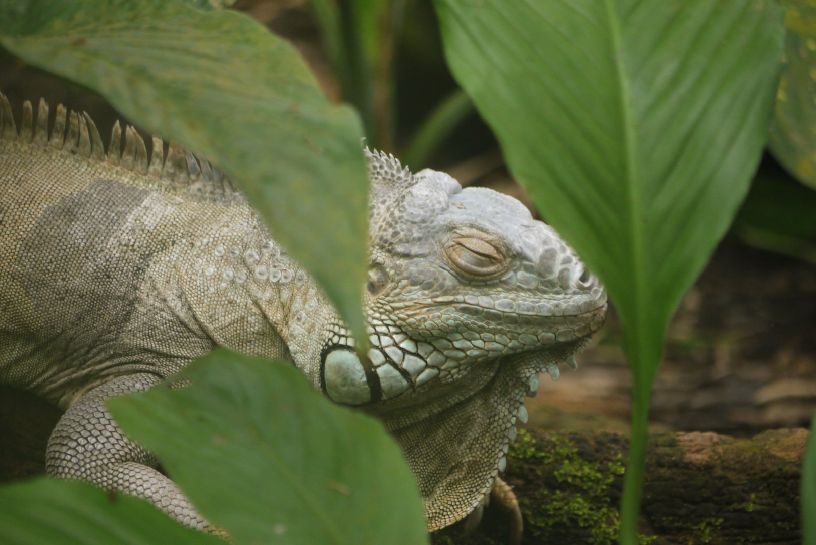 Green Iguana
