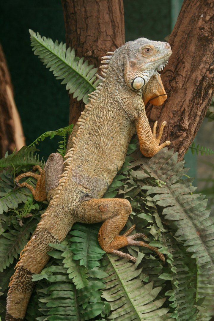 Green iguana