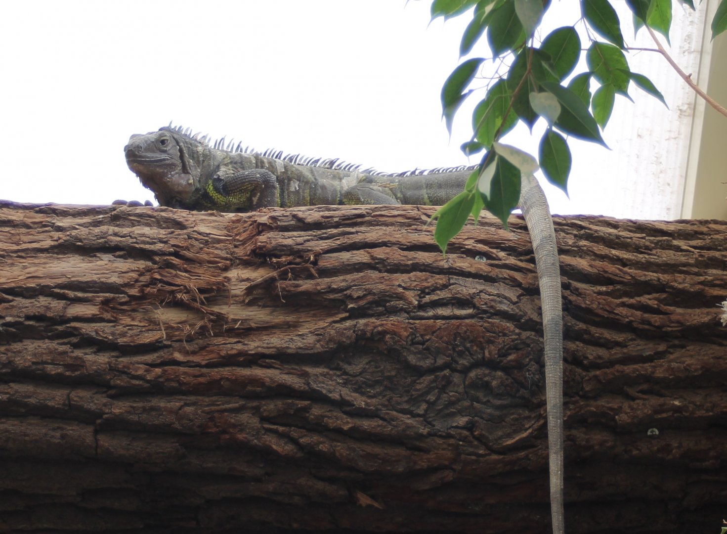 Green iguana