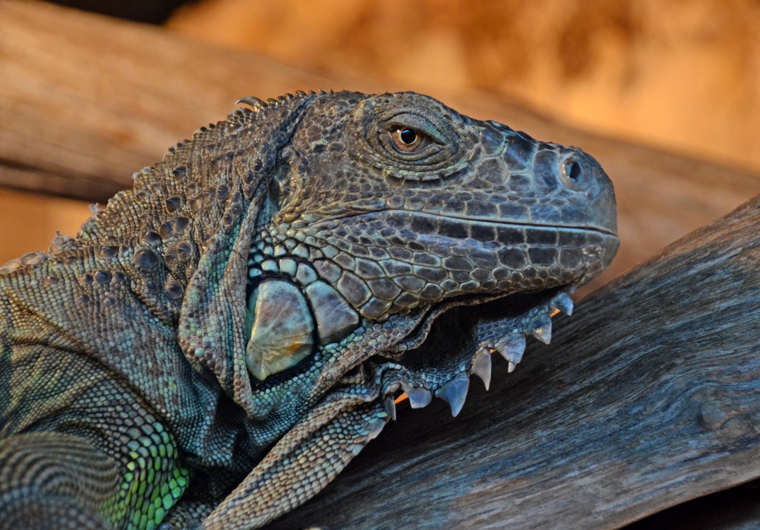 Green iguana