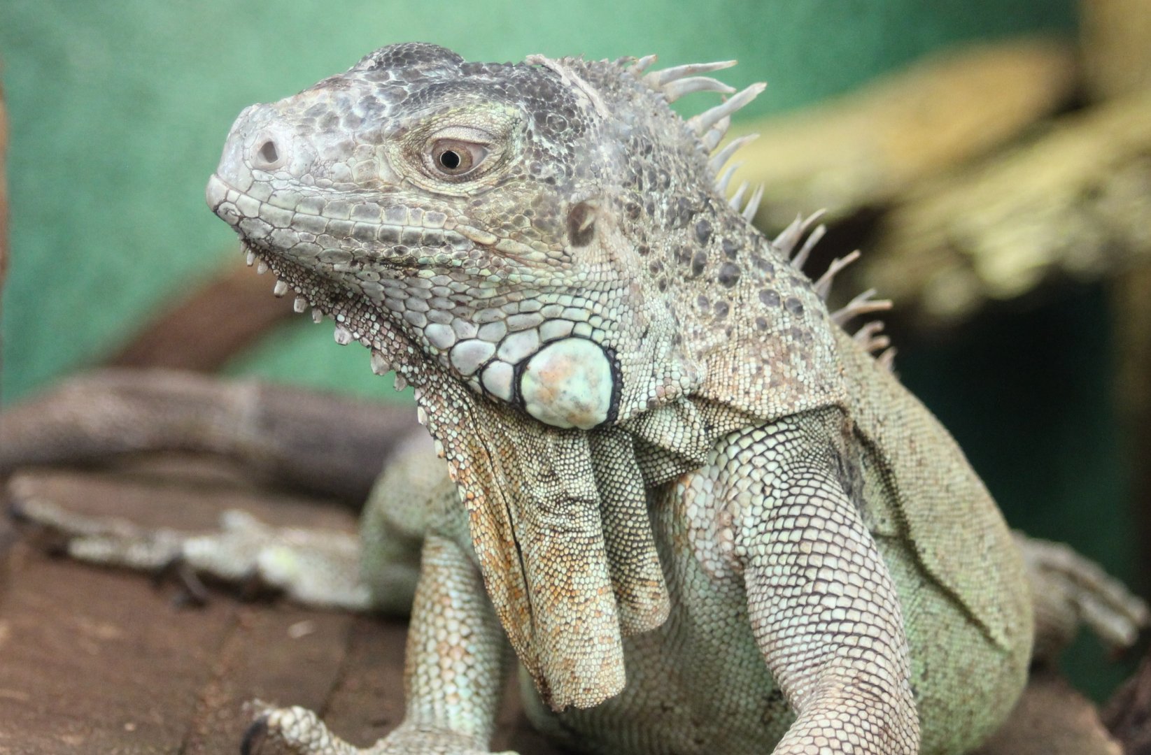 Green iguana