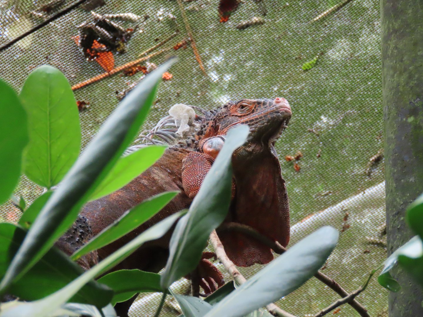 Green iguana