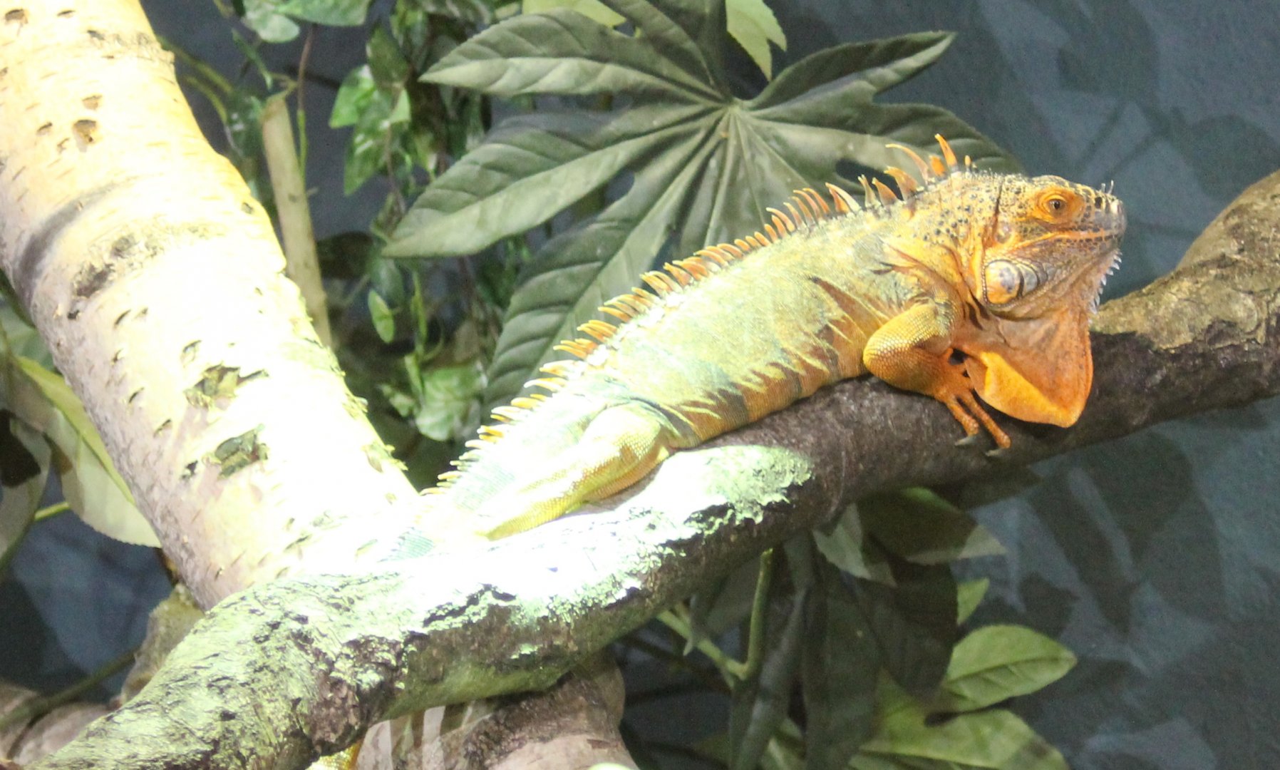 Green iguana
