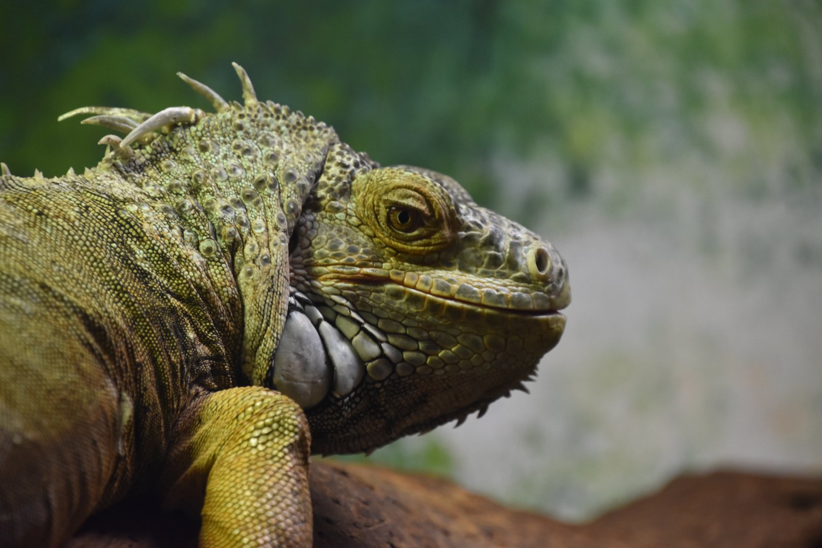 Green iguana