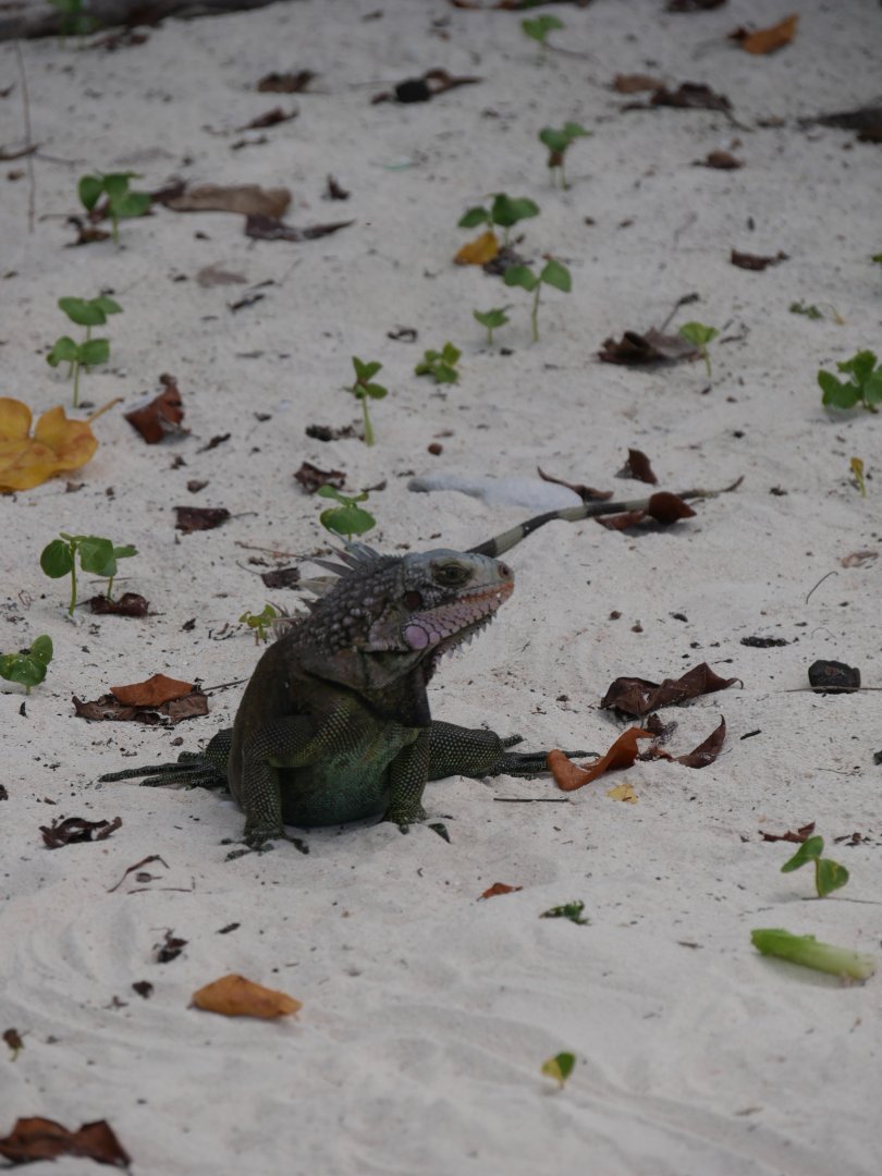 Green Iguana