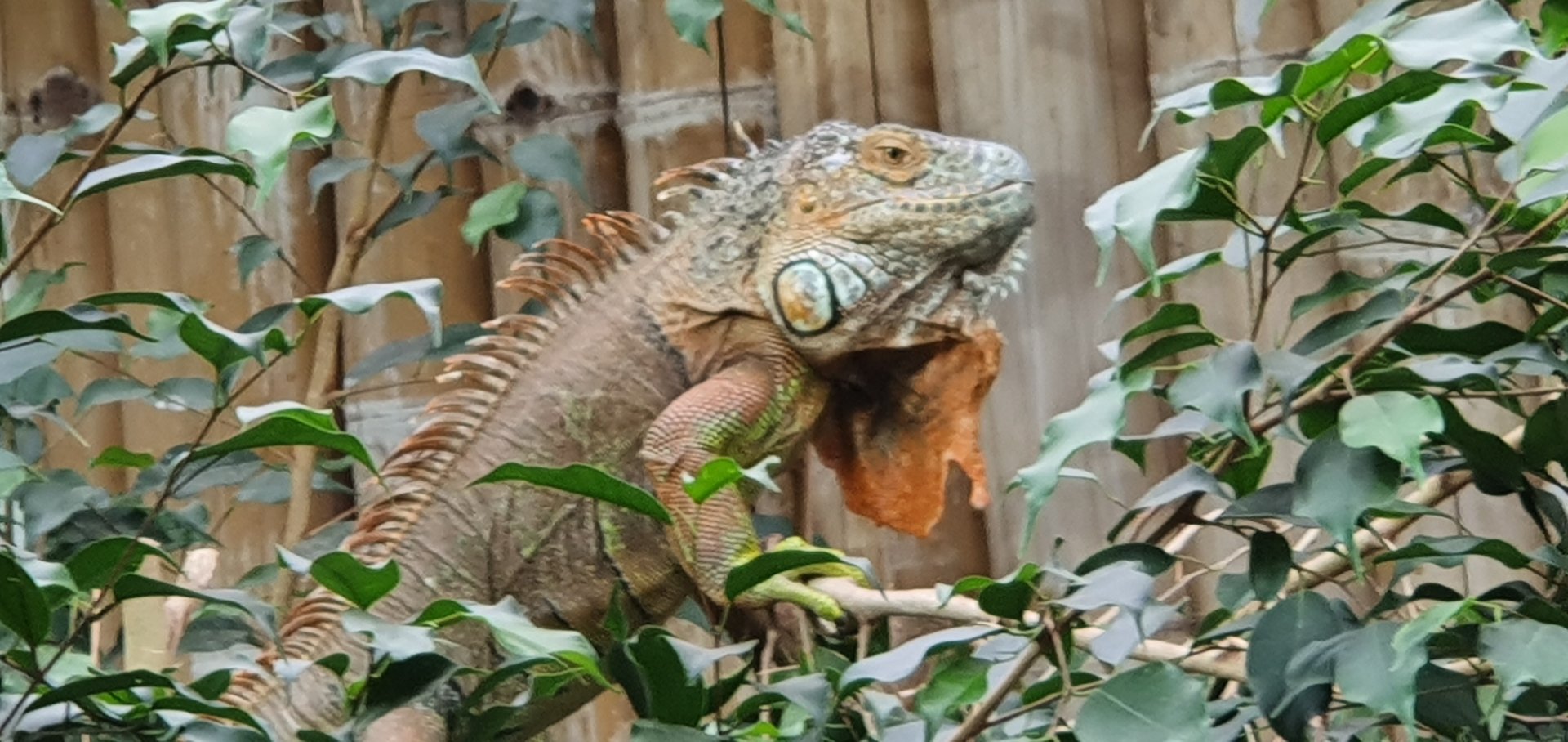 Green Iguana