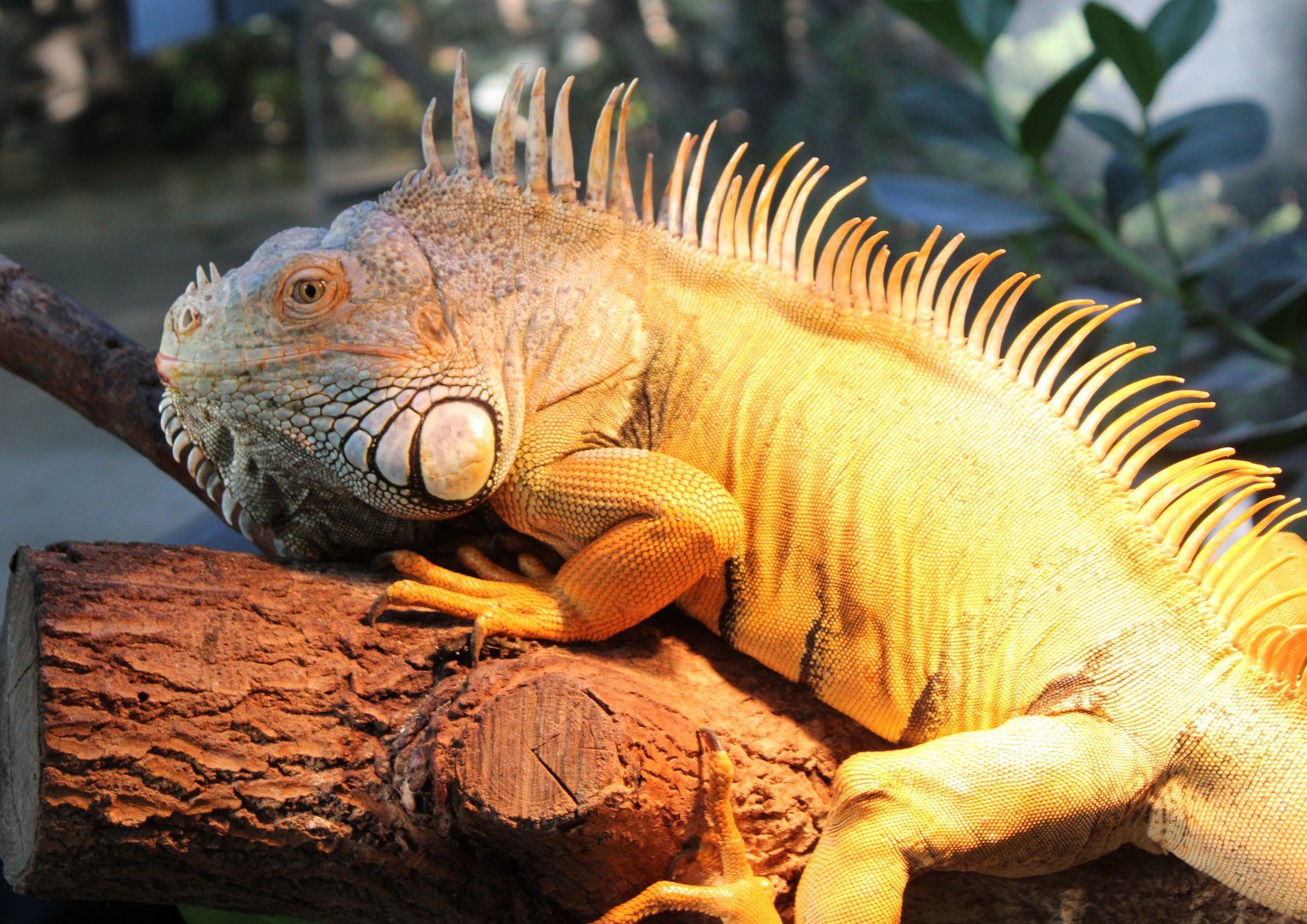 Green iguana