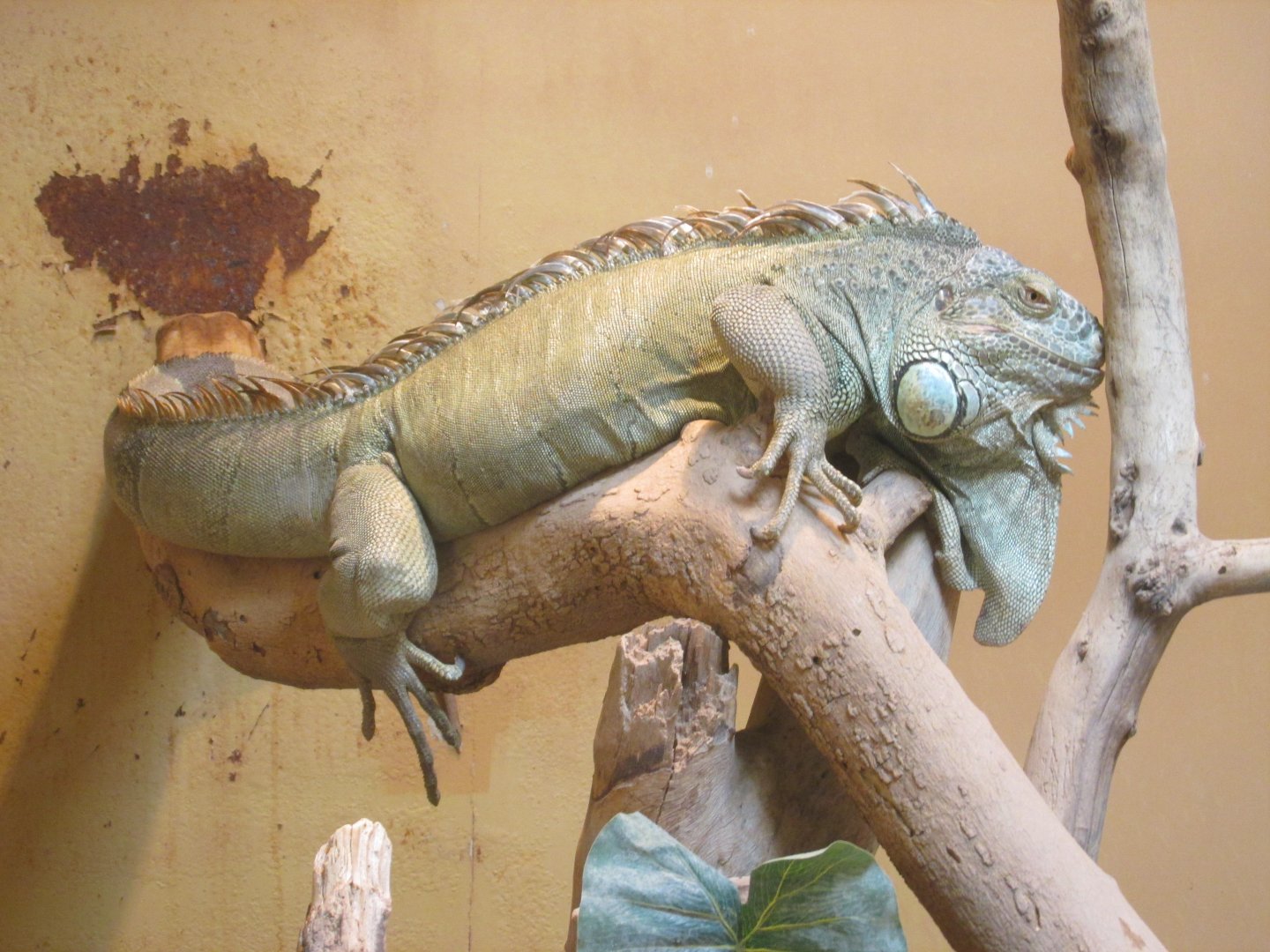 GREEN IGUANA