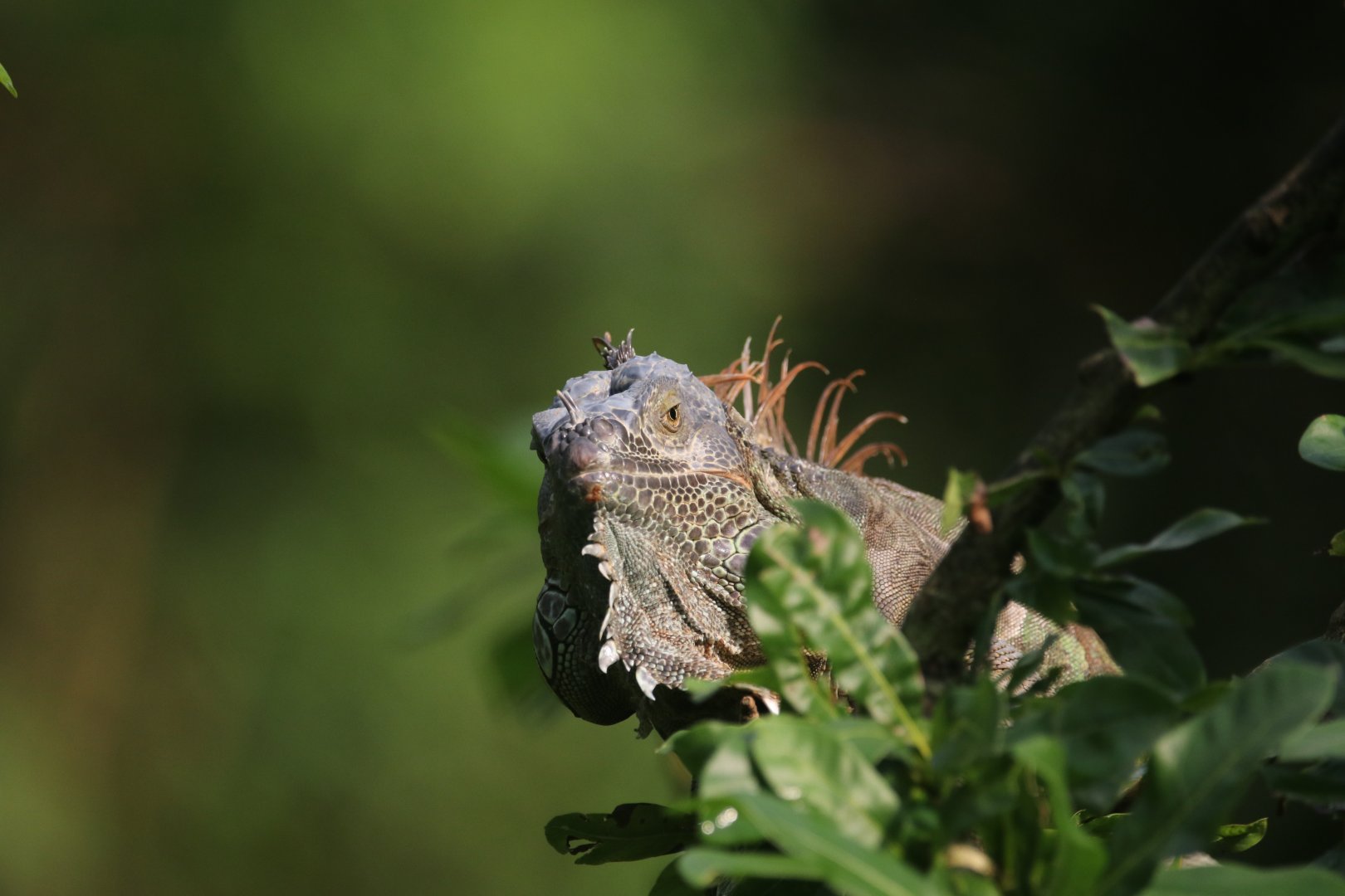 Green iguana