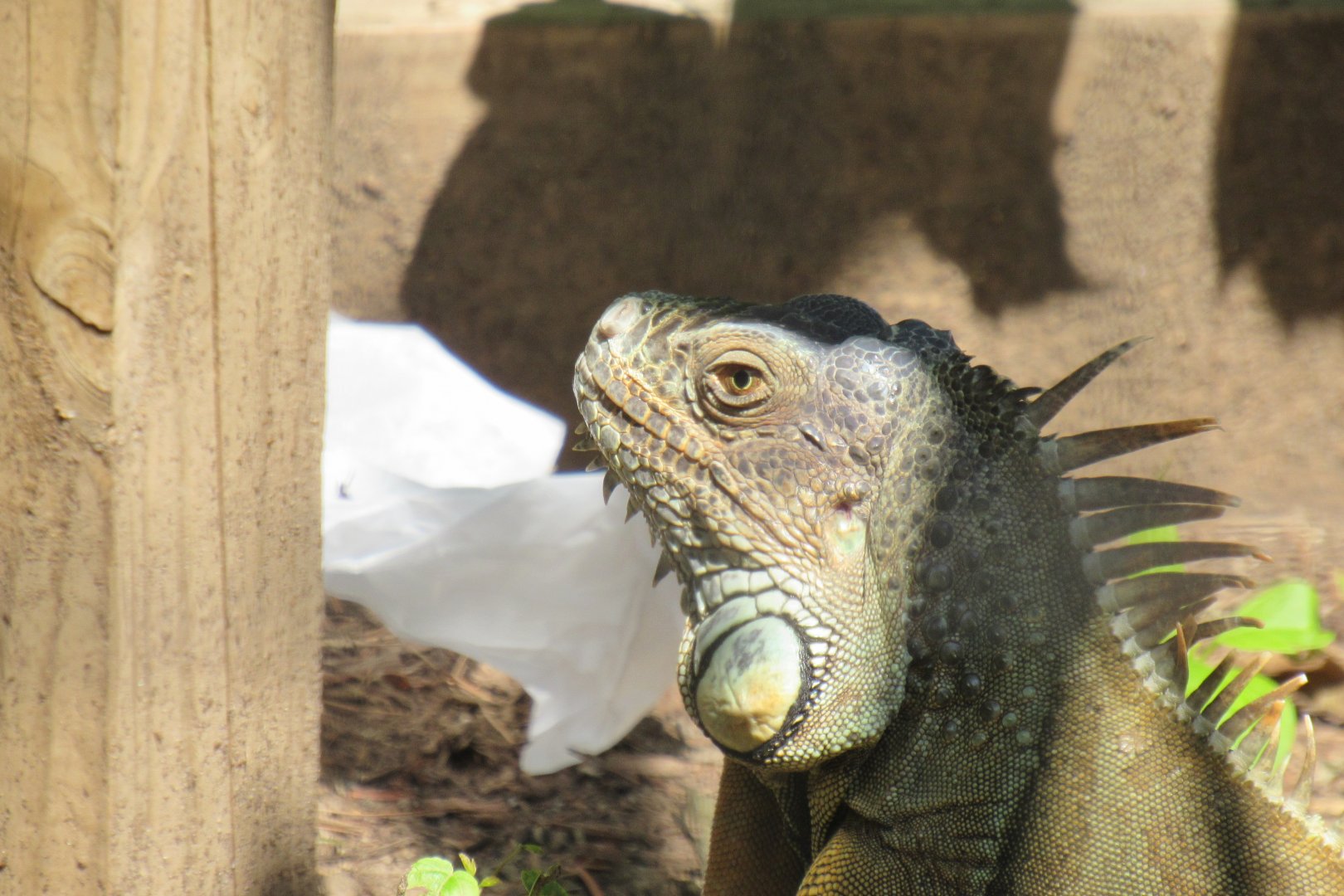 green iguana
