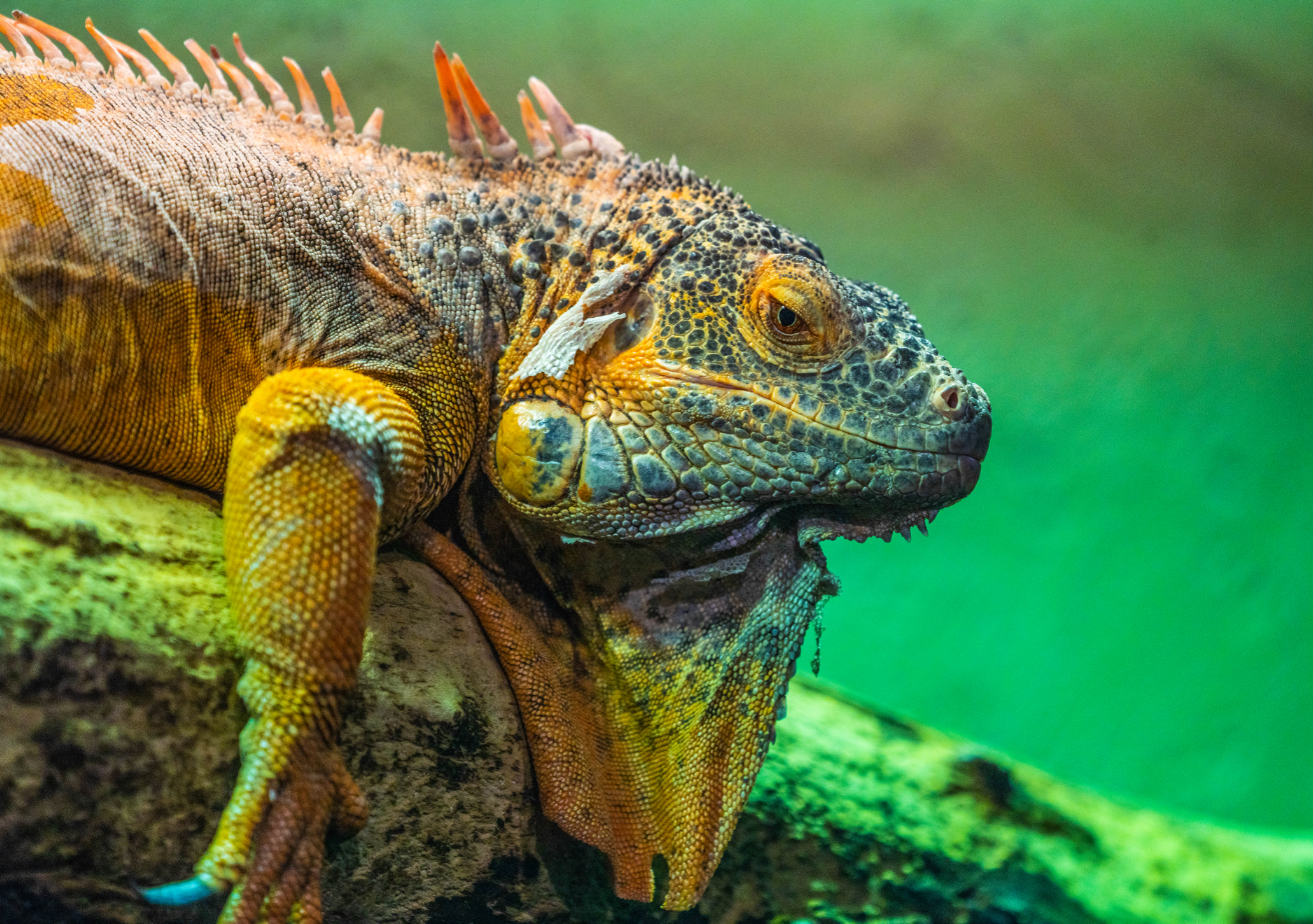 Green Iguana