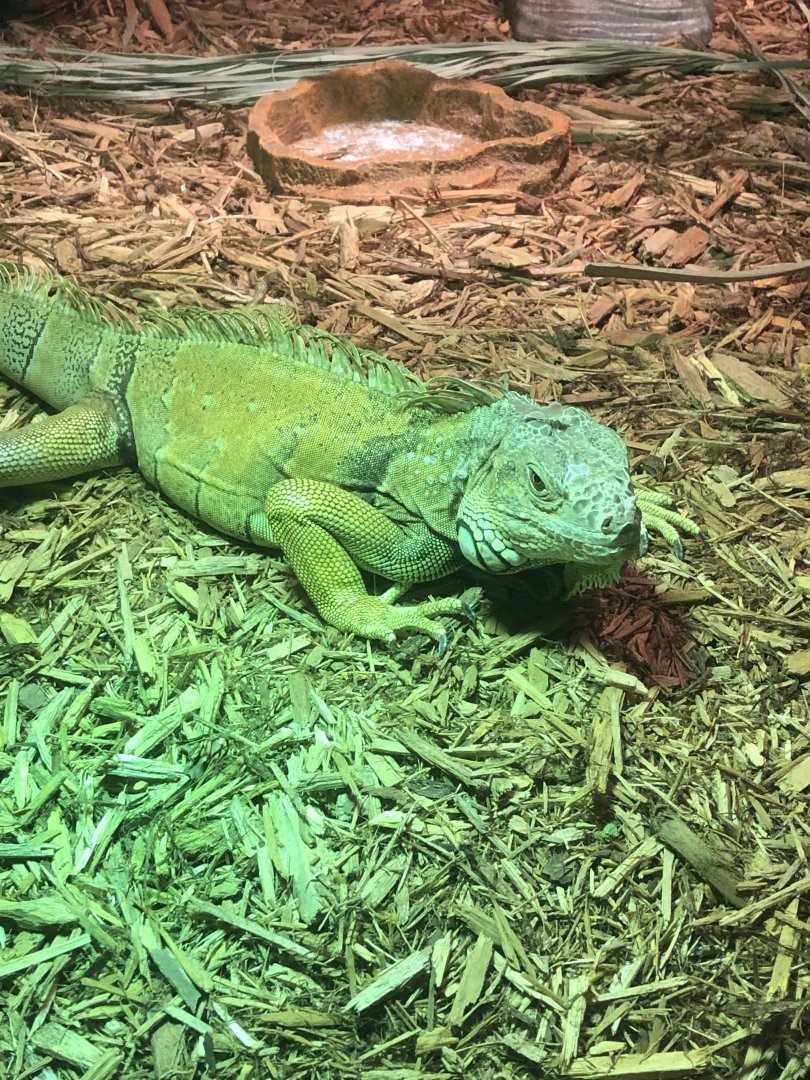 Green iguana