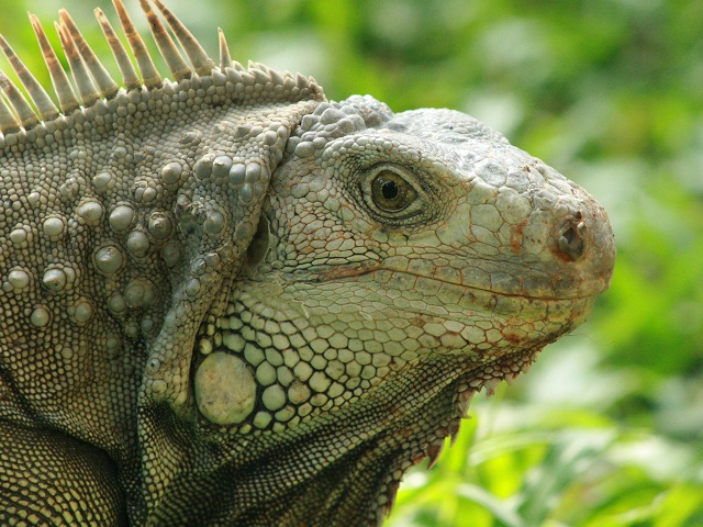 Green Iguana