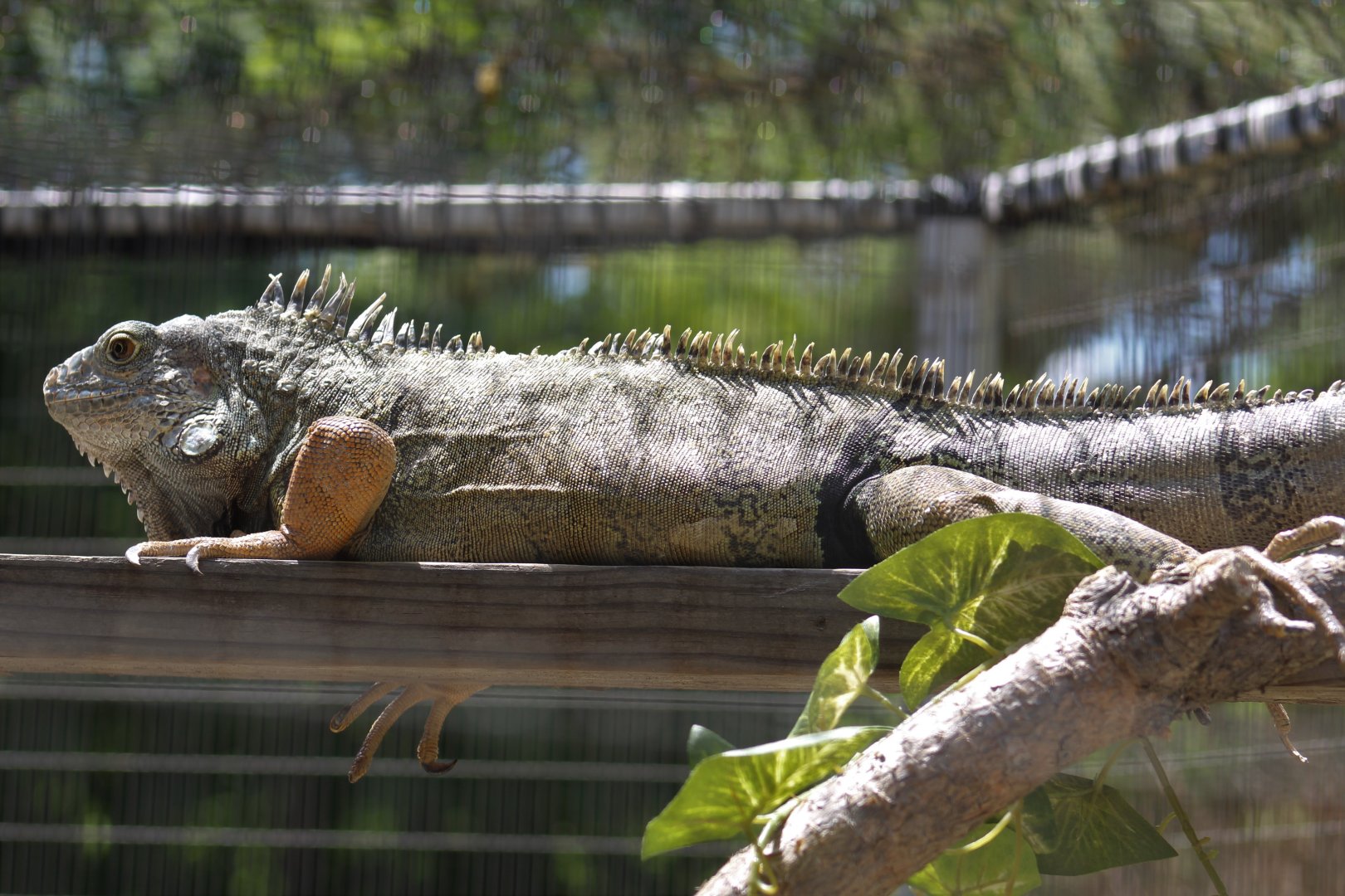 Green Iguana