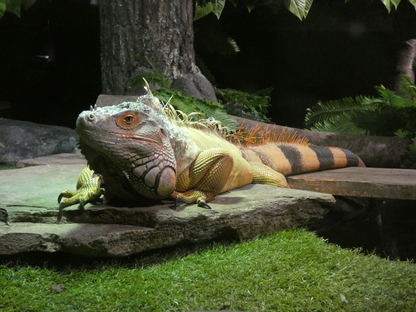 Green iguana