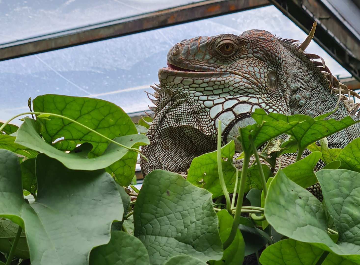 Green iguana