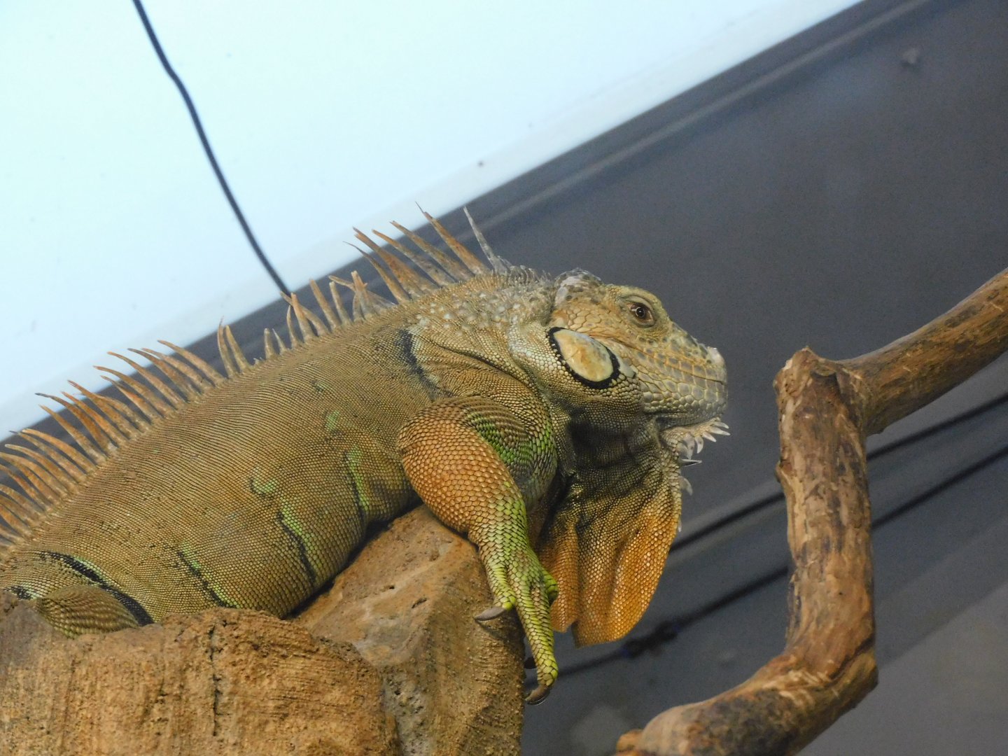 Green iguana
