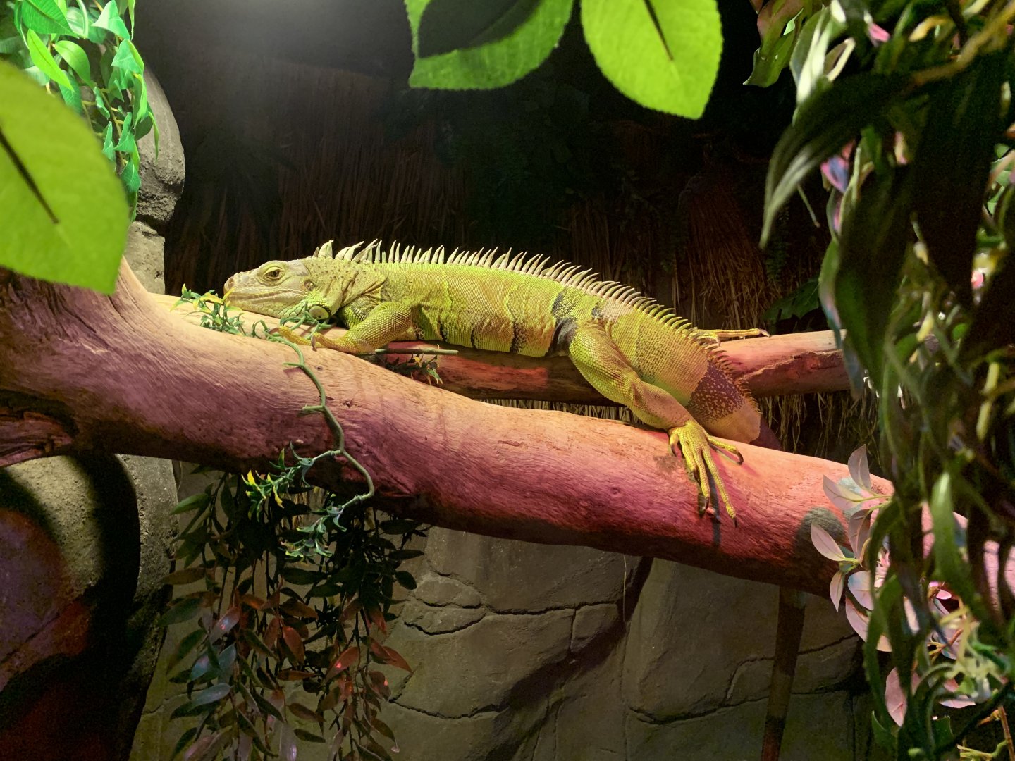 Green Iguana