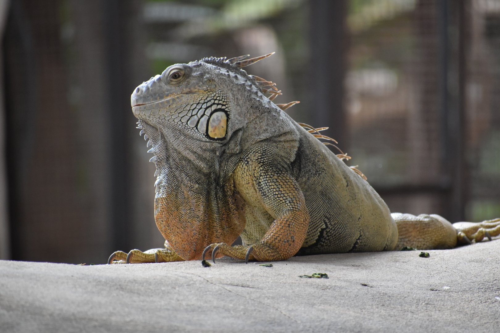 Green iguana