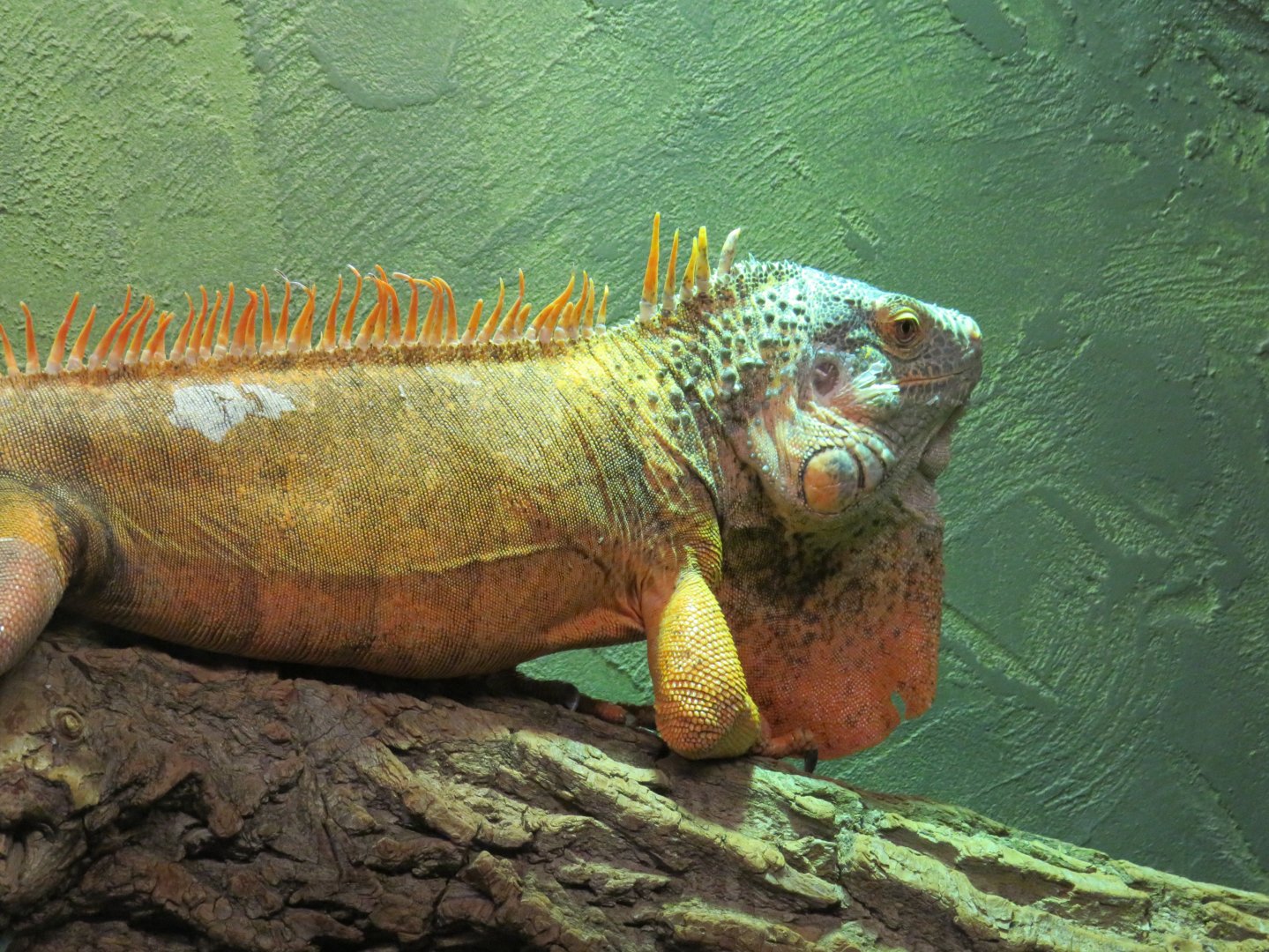 Green iguana