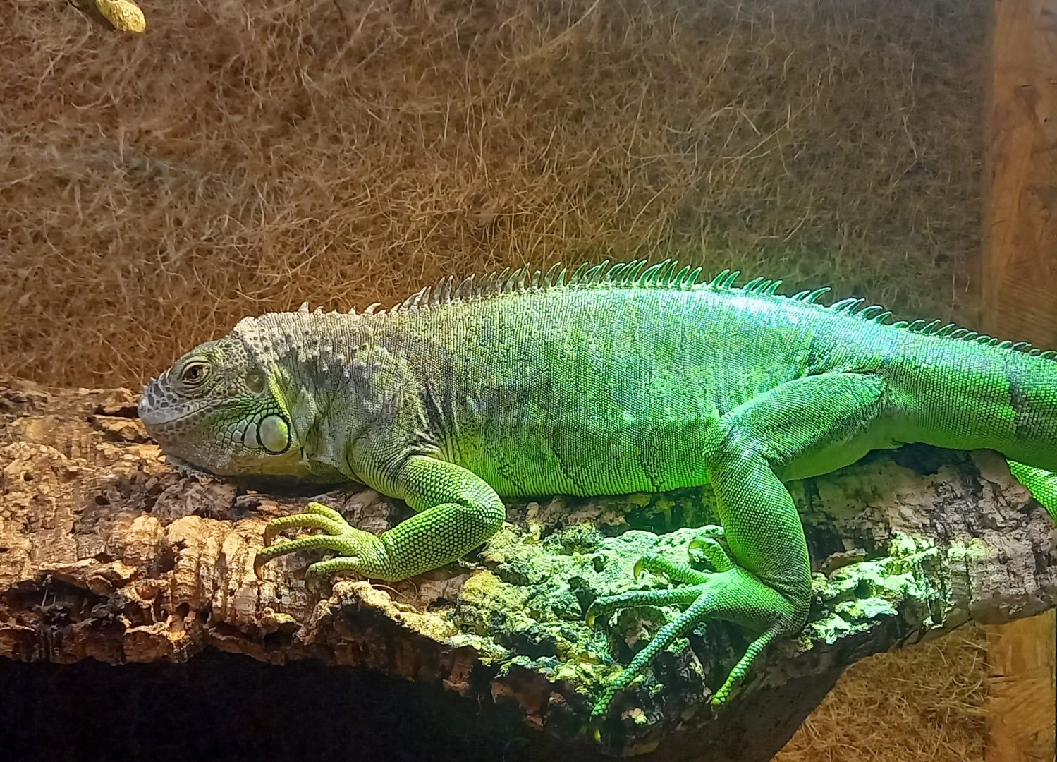 Green iguana
