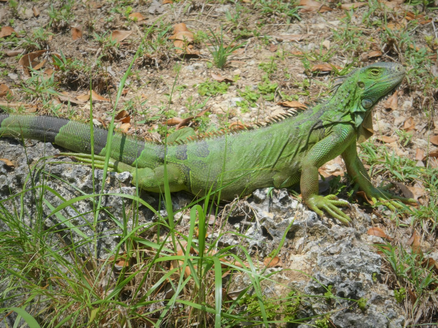 Green Iguana
