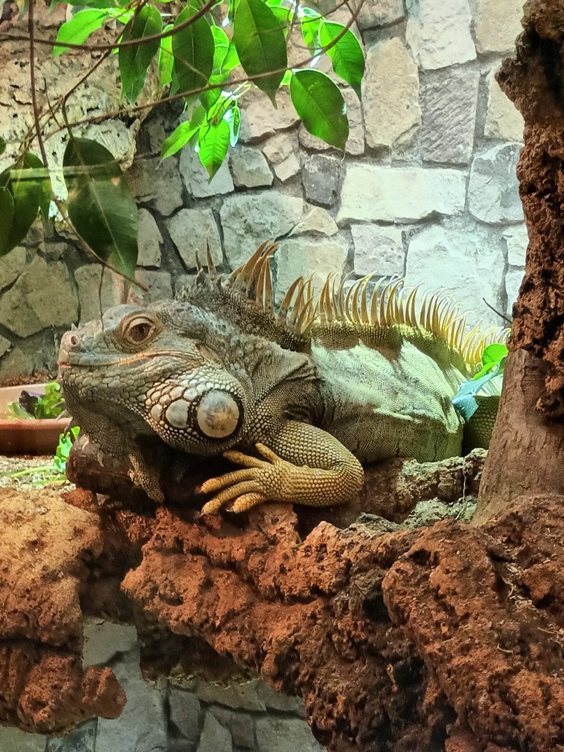 Green Iguana