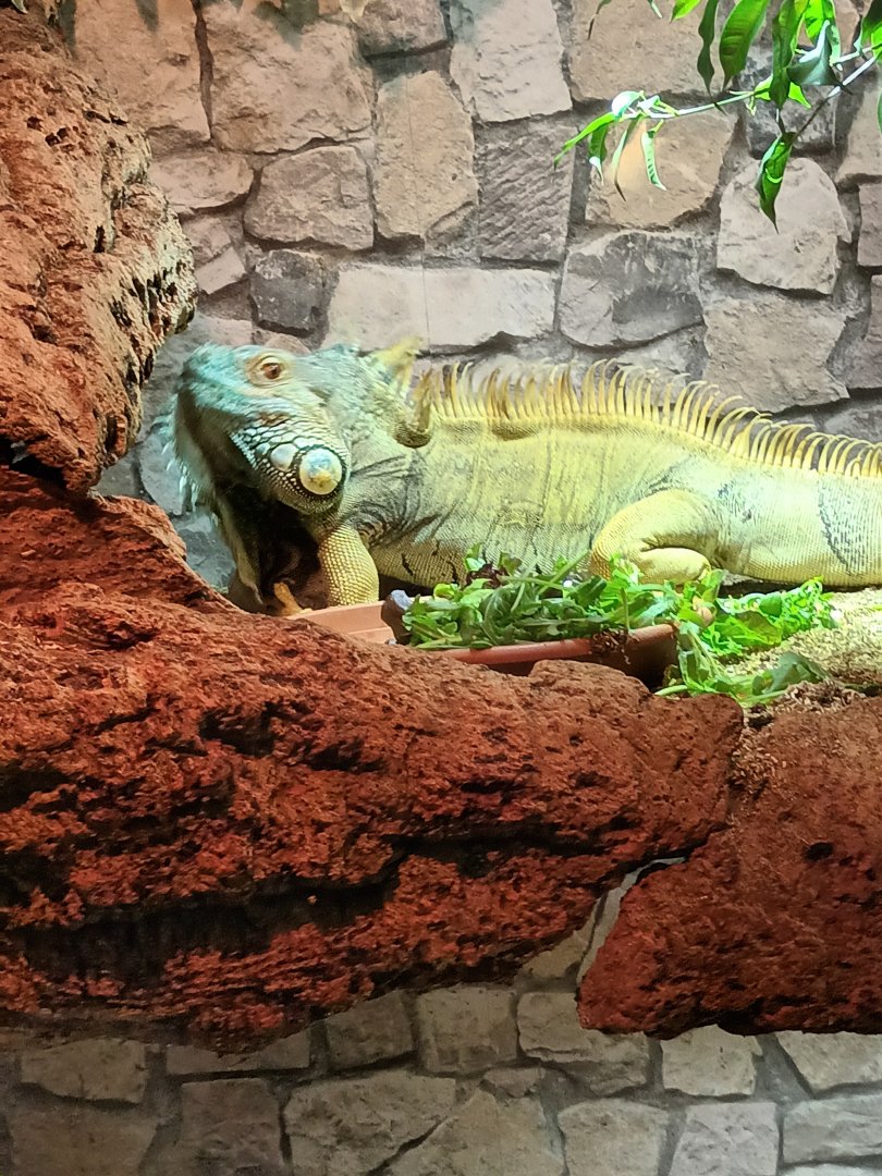 Green Iguana