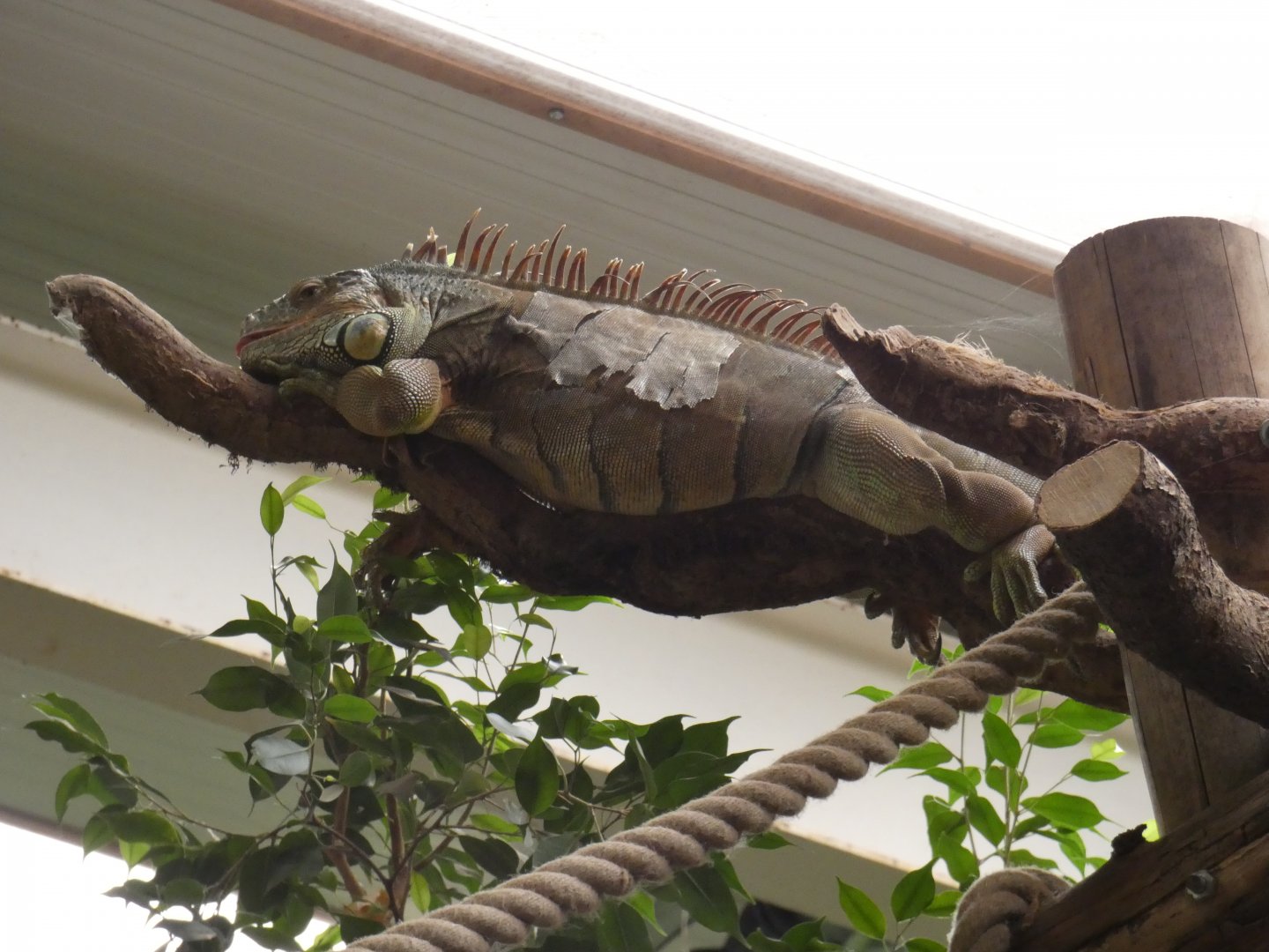 Green iguana