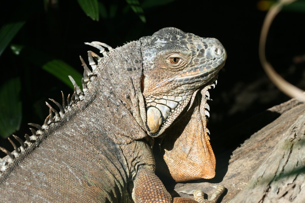 Green Iguana