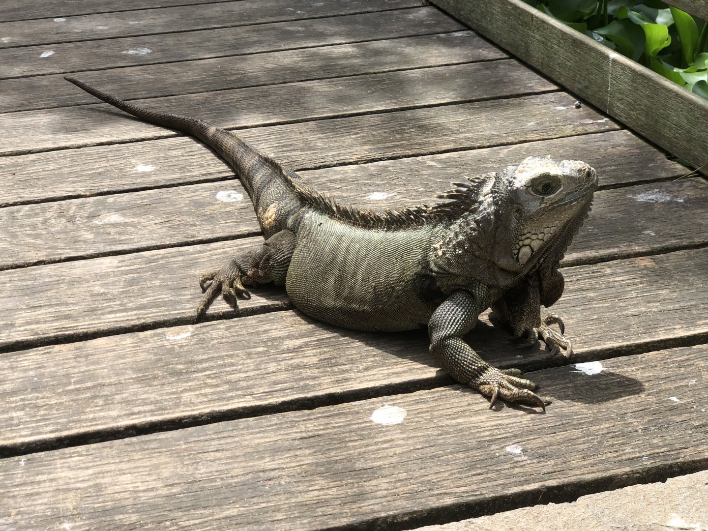 Green Iguana