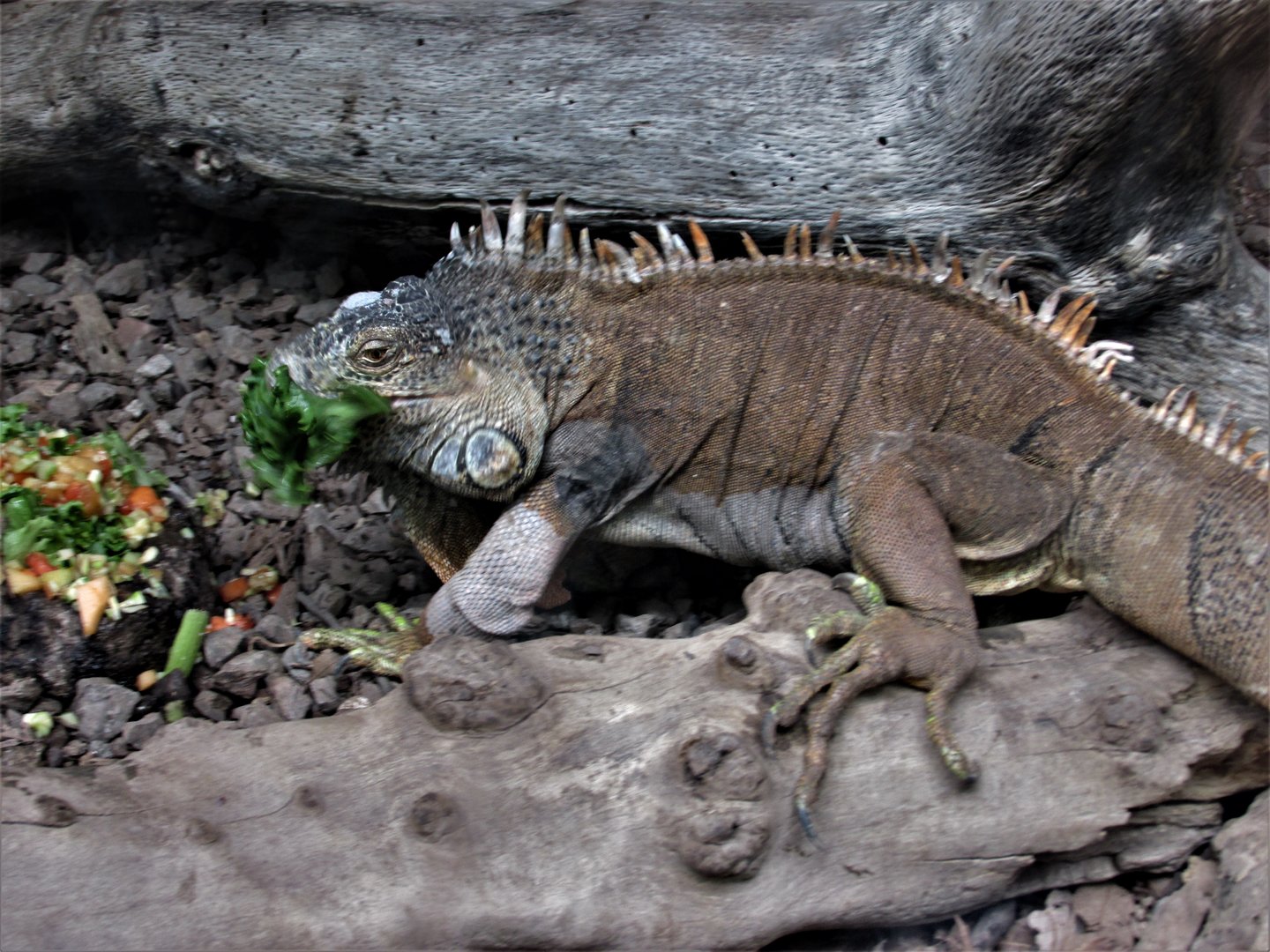 GREEN IGUANA
