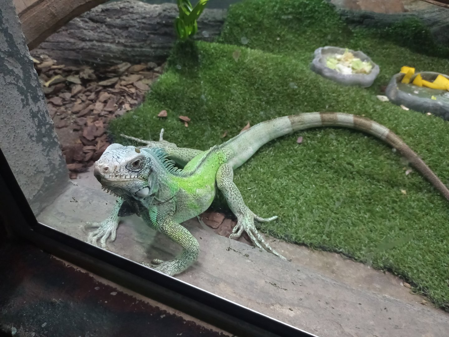 Green iguana