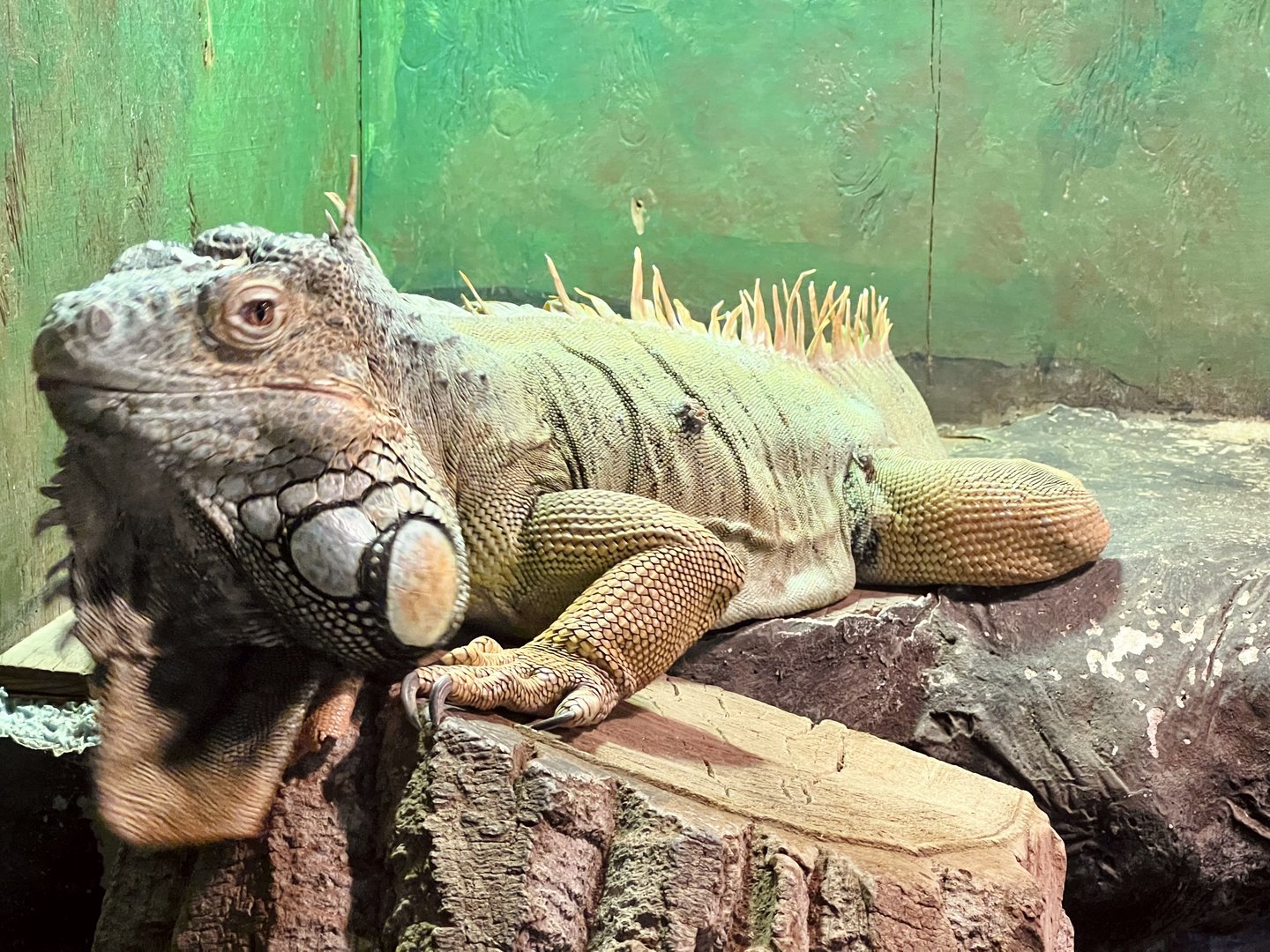 Green Iguana