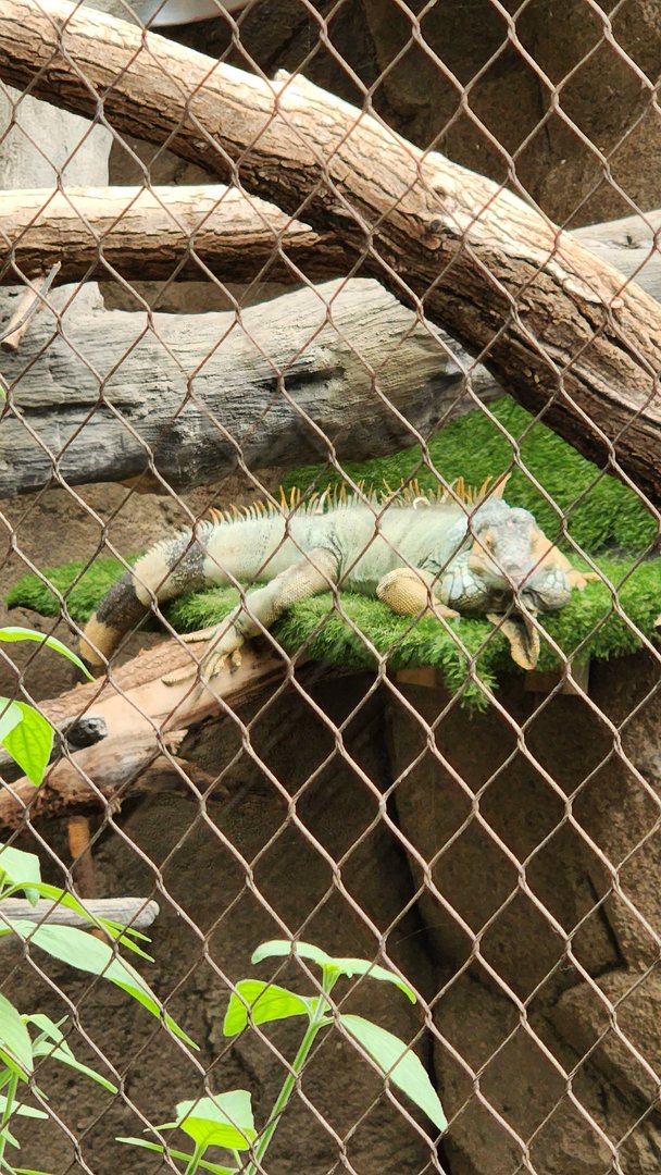 Green Iguana